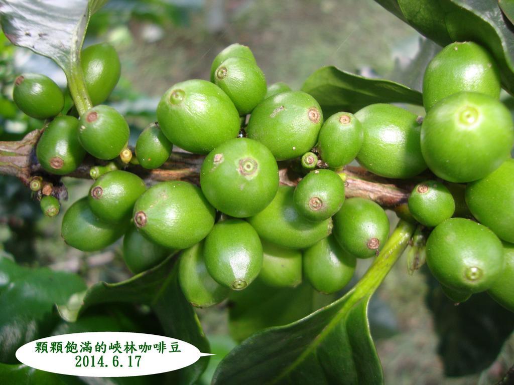 Taroko Sialin Coffee Farm Homestay Xiulin Exterior photo