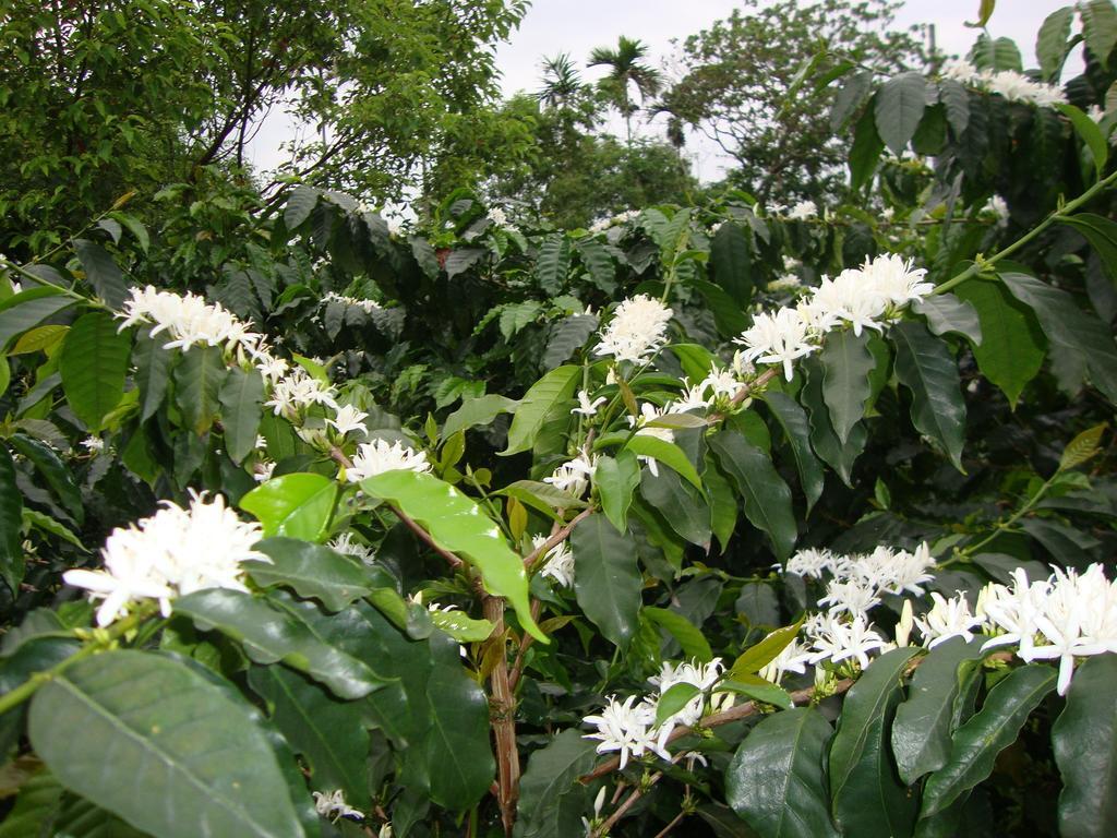 Taroko Sialin Coffee Farm Homestay Xiulin Exterior photo