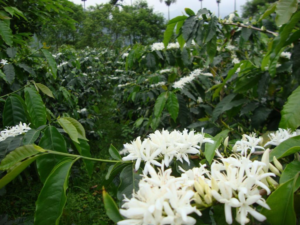 Taroko Sialin Coffee Farm Homestay Xiulin Exterior photo